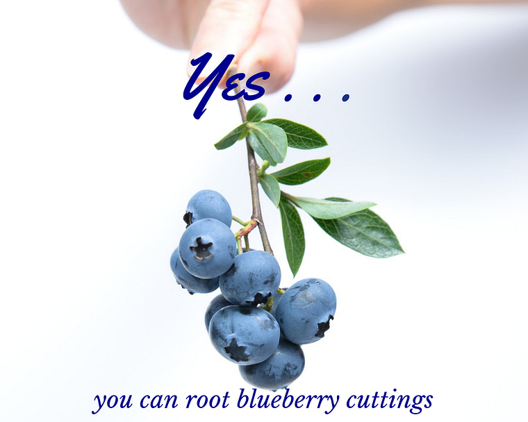 blueberry cutting