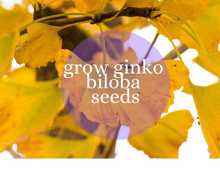 germinate ginko biloba