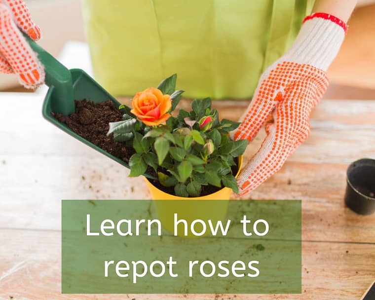 repot rose