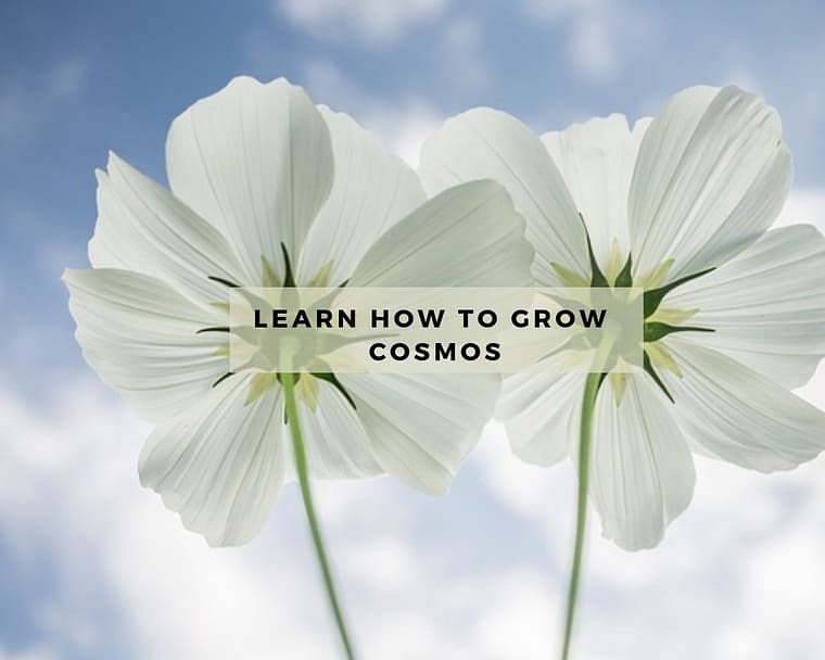 Two white cosmos against a blue sky with white clouds