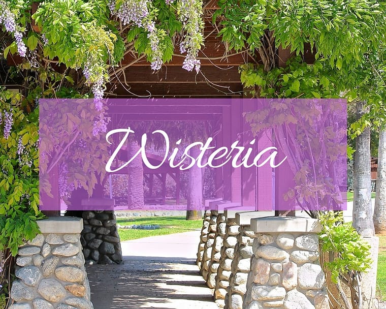 Flowering wisteria growing over a walkway in a park