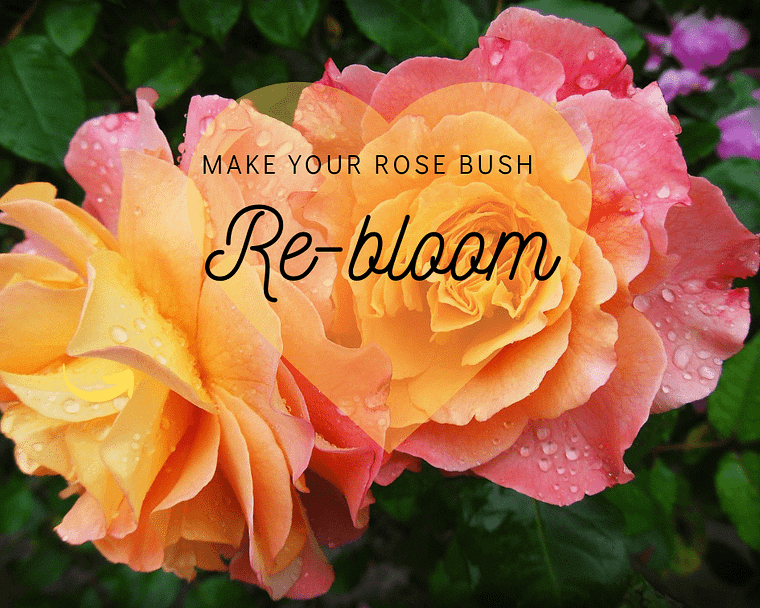 Close up of a gorgeous peach and pink rose