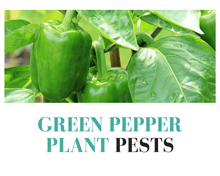 green pepper plant pests