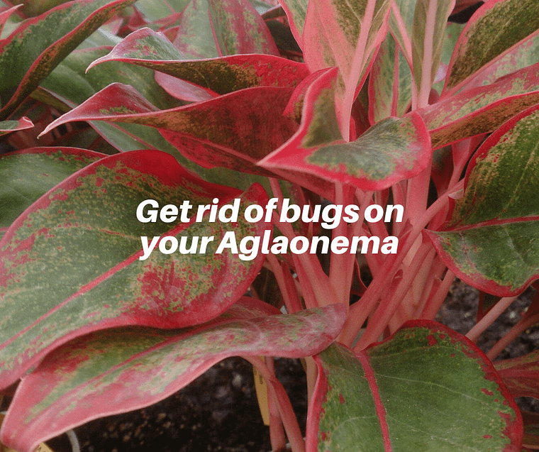 pests on chinese evergreen