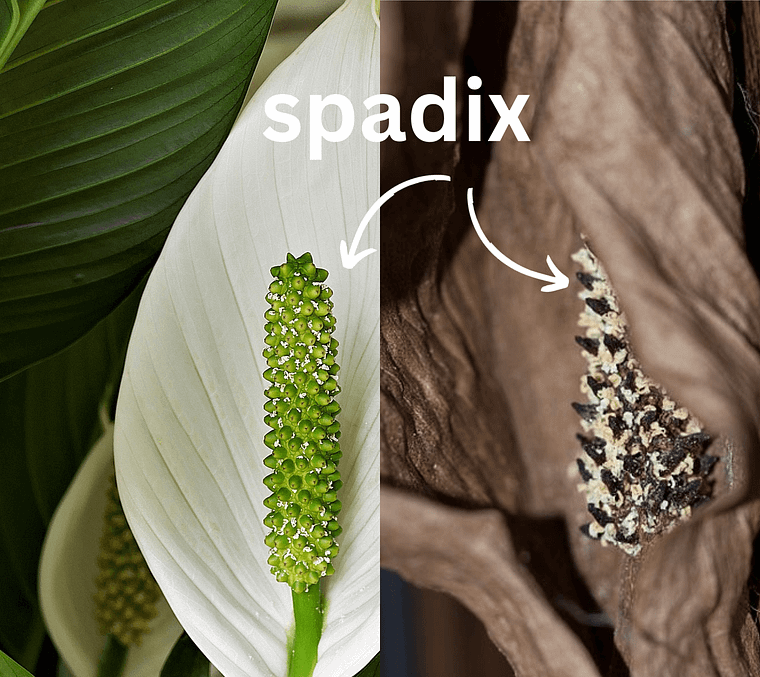 Peace lily flower next to a photo of a dying peace lily flower to show the difference in the spadix