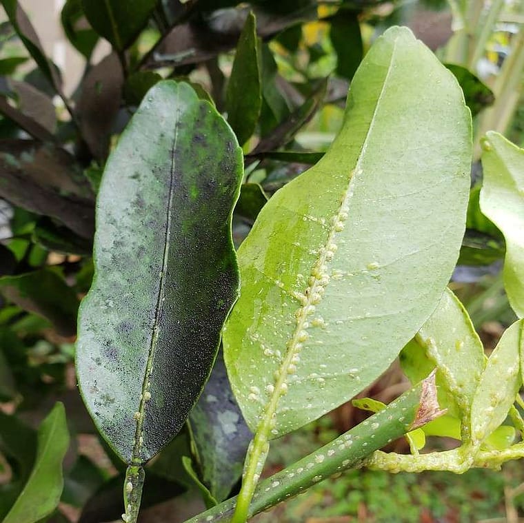 citrus scale on kumquat leaf