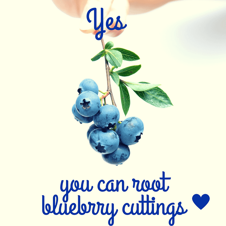 root blueberry cuttings