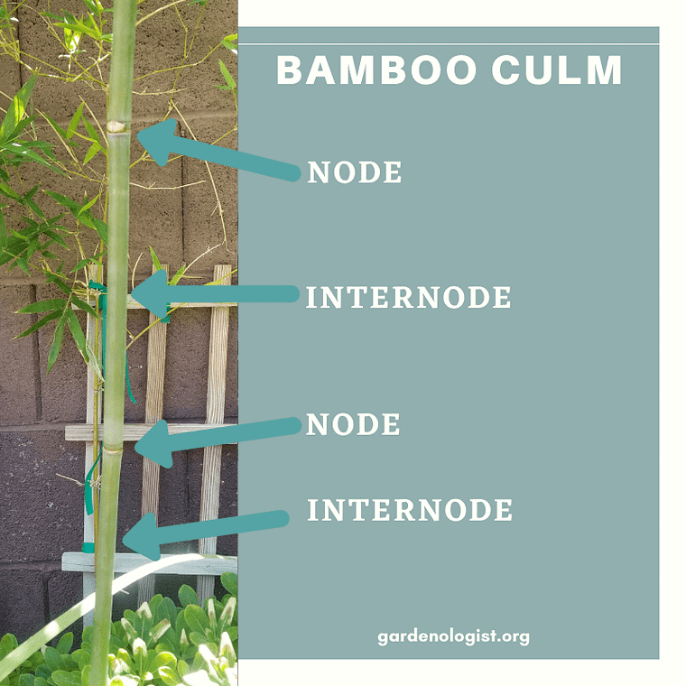 Parts of bamboo culm