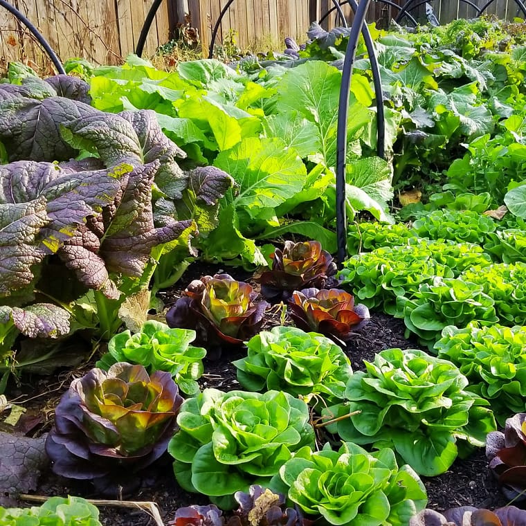 vegetable crops growing in a garden