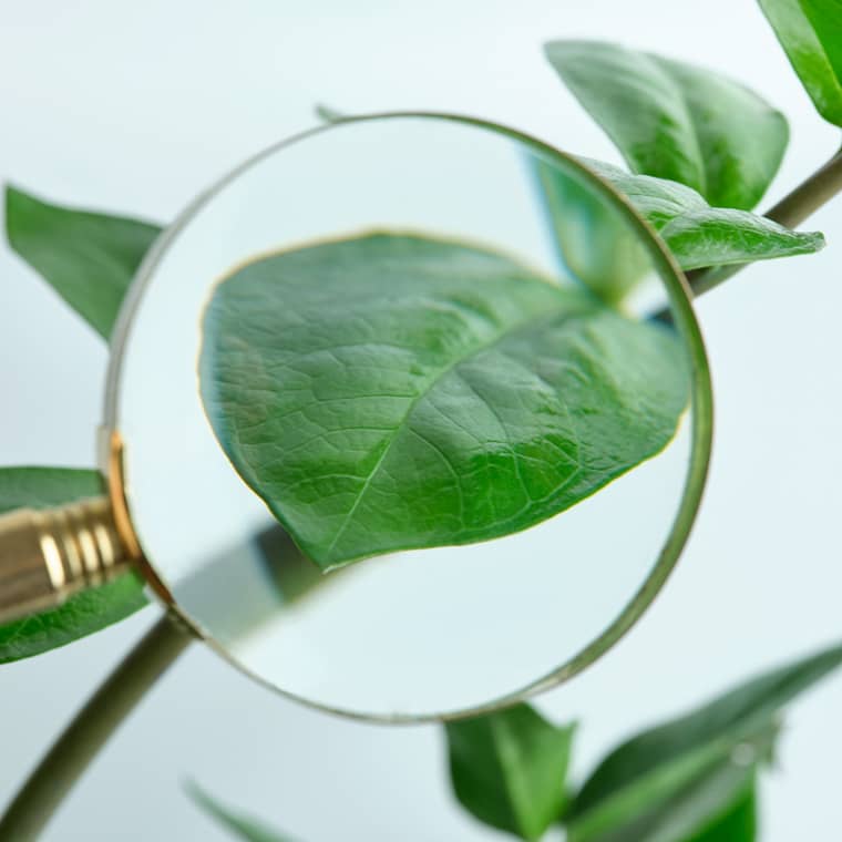 a magnifying class held over a leaf