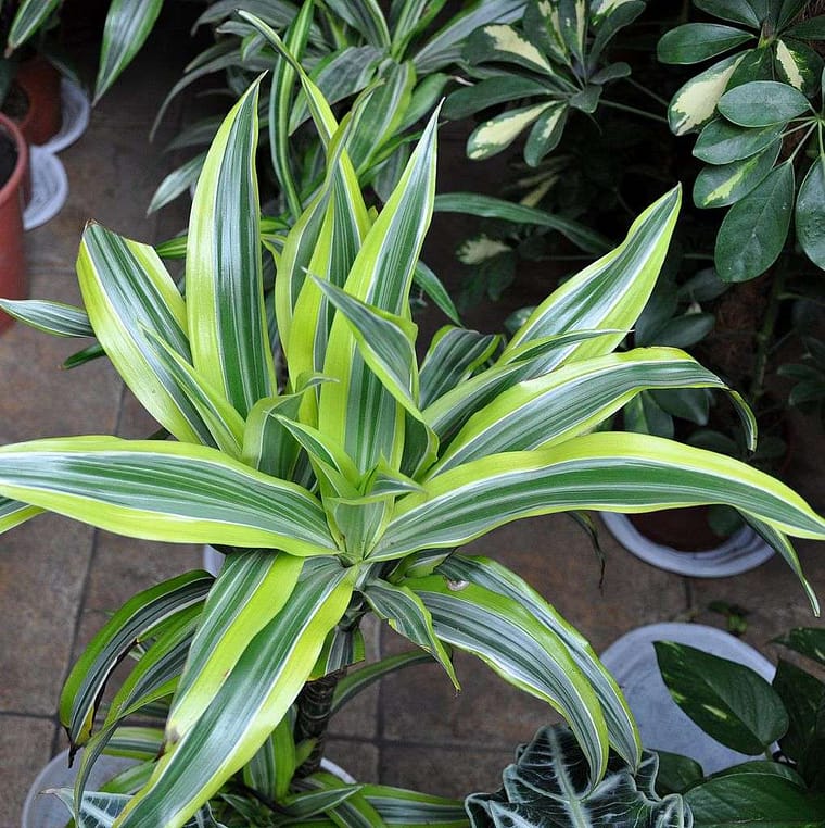 dracaena fragrans care