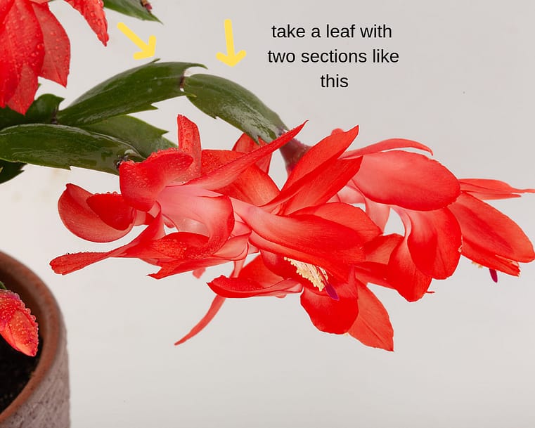 root christmas cactus in water