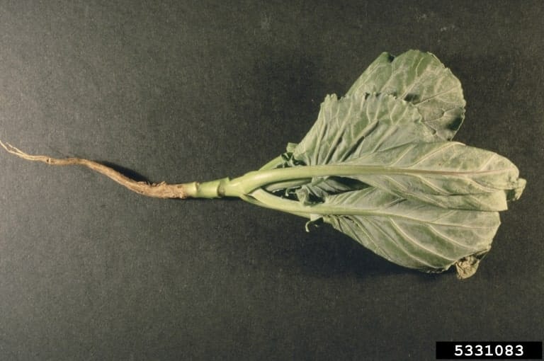 young cabbage pulled from the soil with damaged root