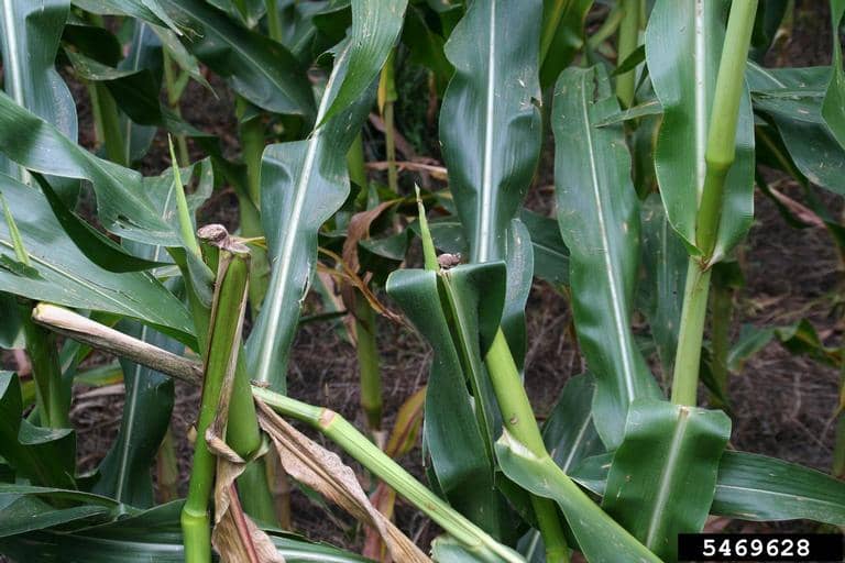 closeup of corn stalks that were broken by high winds