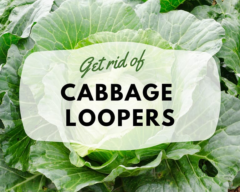 How to Kill the Cabbage Looper Gardenologist