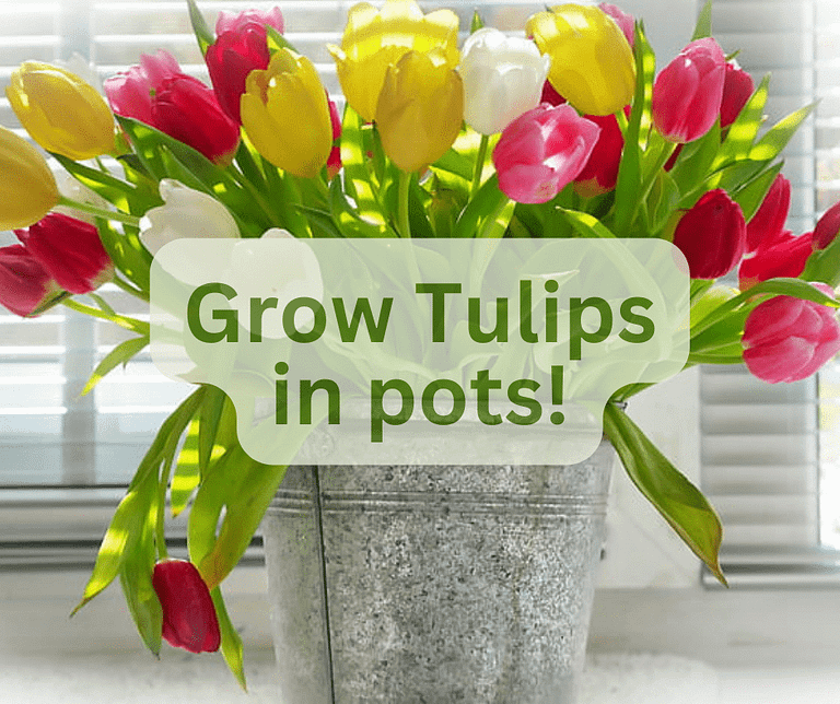 How to Plant Tulip Bulbs in Pots (and more!) Gardenologist