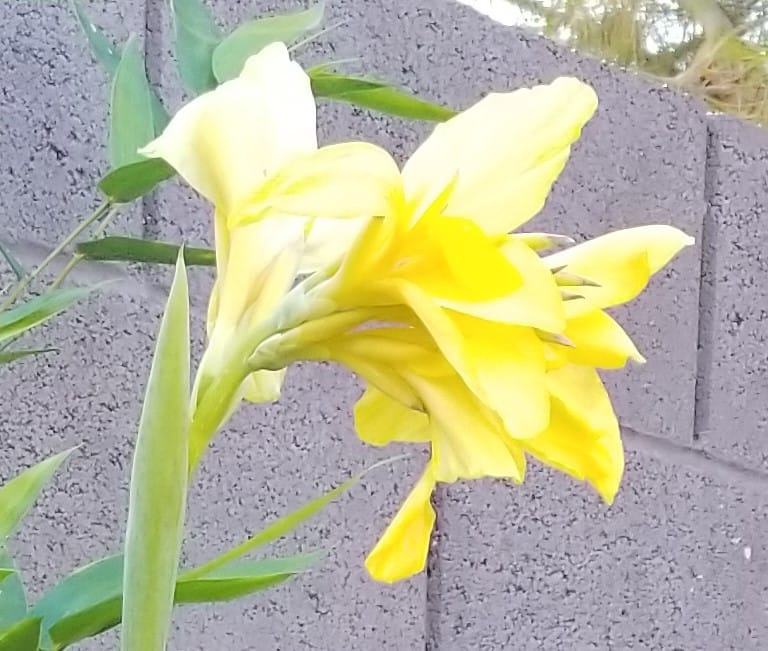 Yellow canna lilu flower against a masonry wall