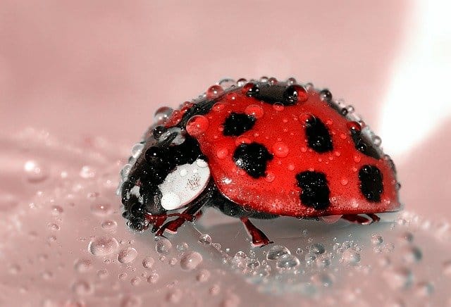 red ladybug with water droplets on its back