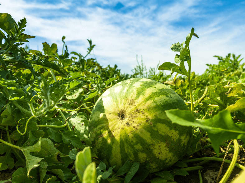 closeup of watermelon growing in a field