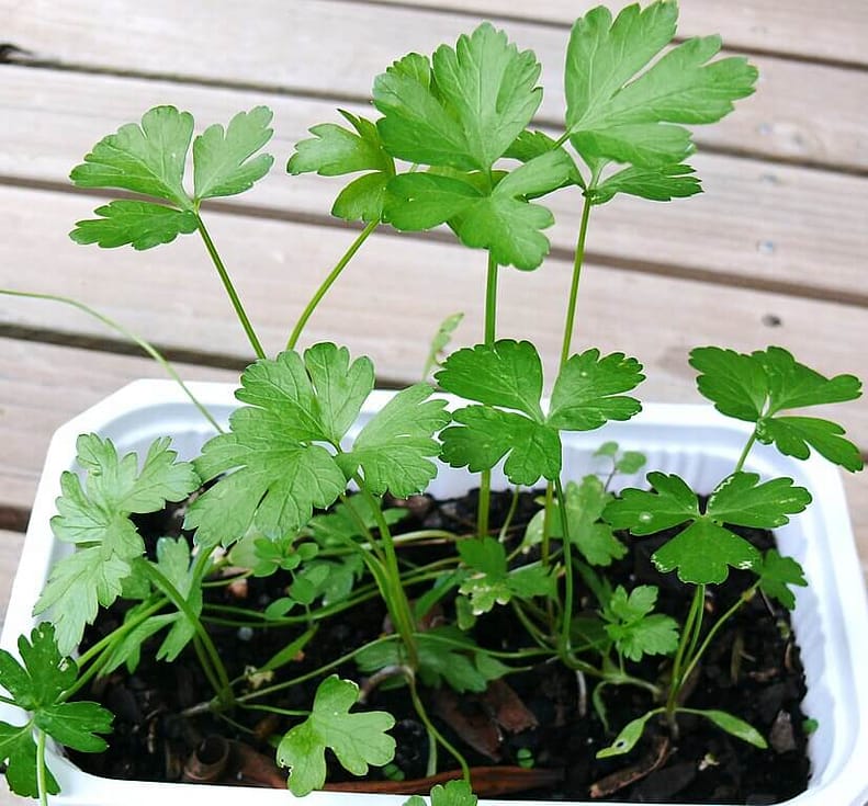 parsley seedlings in a white plastic square pot