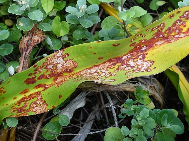 copper fungicide can help prevent fungal infections.