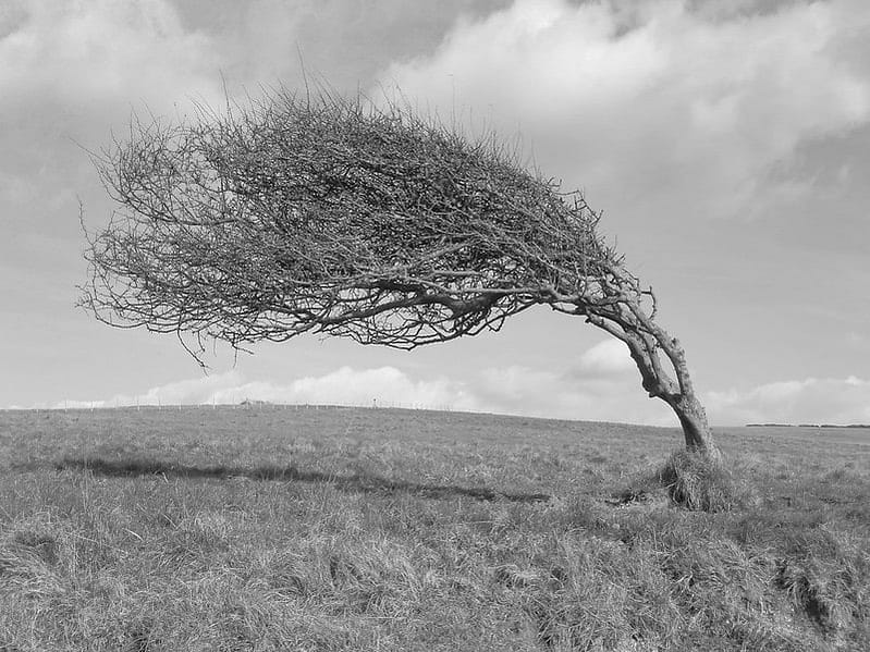 Black and white photo of a tree that is bent almost to the ground from wind