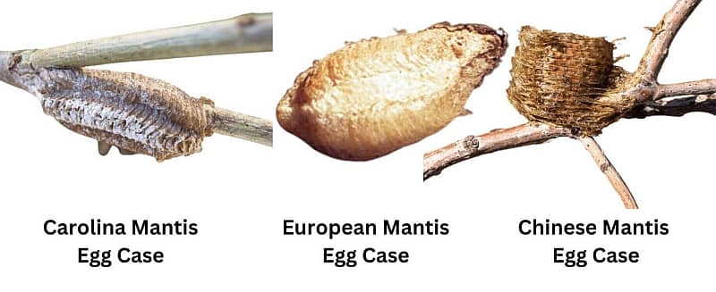 Image of three different types of mantis egg cases