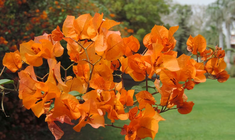 closeup of bougainvillea branch with orange flowers