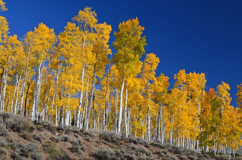 A forest of Pando quaking aspen's clones