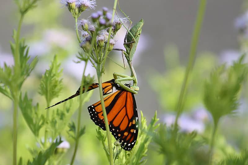 Praying mantis eating a monarch butterfly