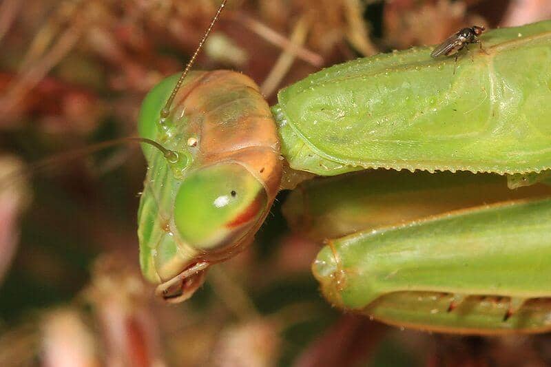 Chinese mantis closeup of head