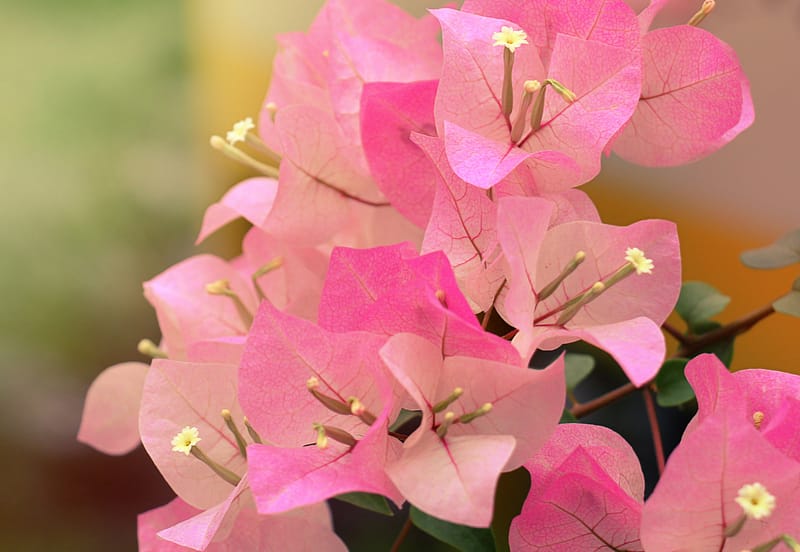 closeup of pink bougainvillea flowers