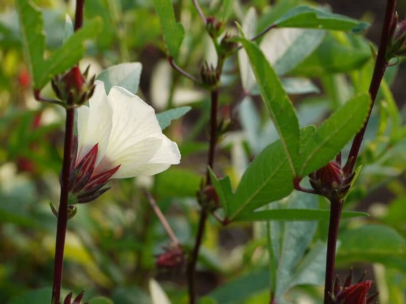 White flower on a roselle plant
