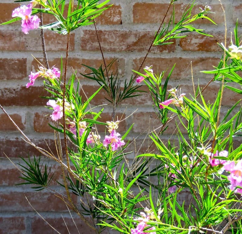 young desert willow in bloom with lavender flowers against a red brick wall