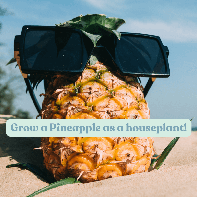 How to grow a pineapple indoors