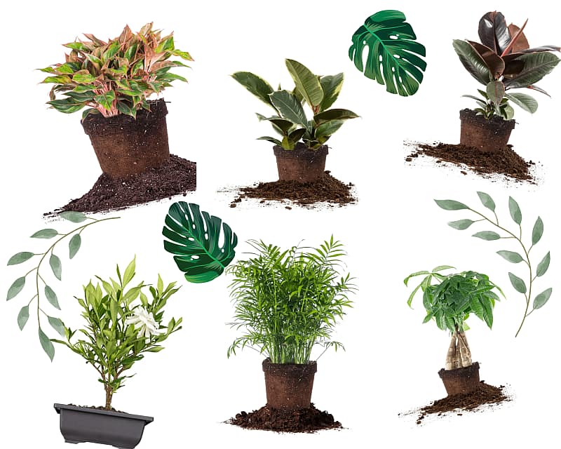 collage of various houseplants