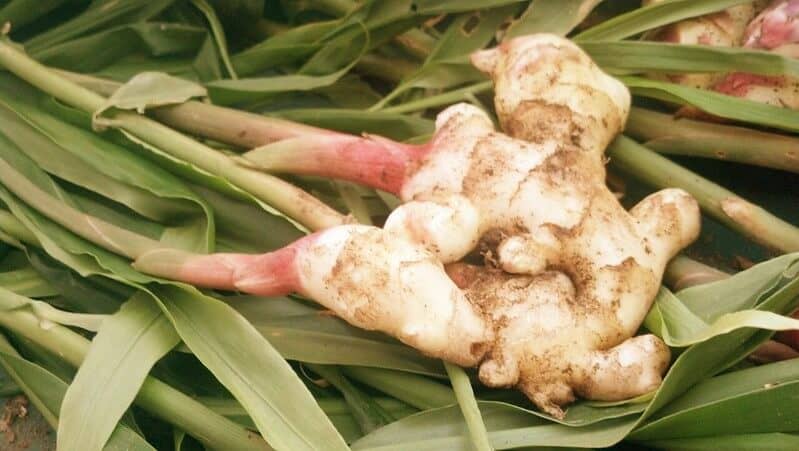 ginger root with plant attached