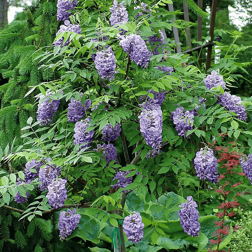 Amythis Falls wisteria vine loaded with purple flowers