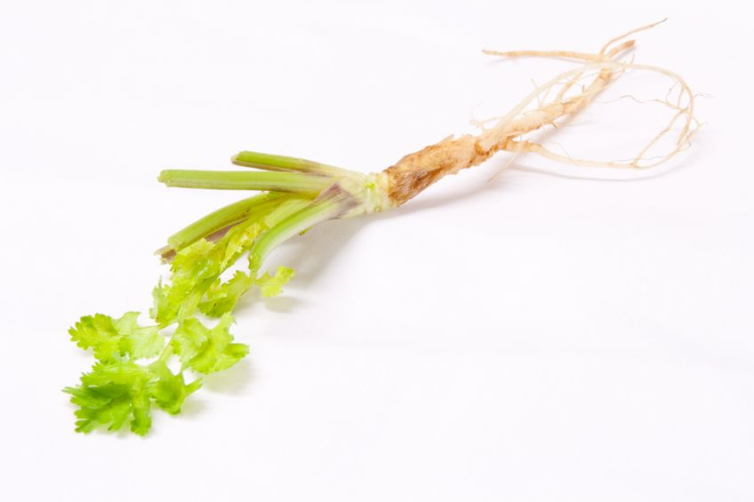 a cilantro plant with taproot