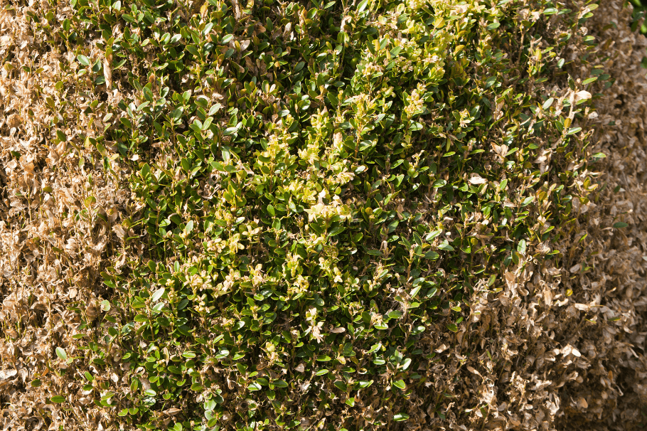 Browning boxwood shrubs suffering from winter burn