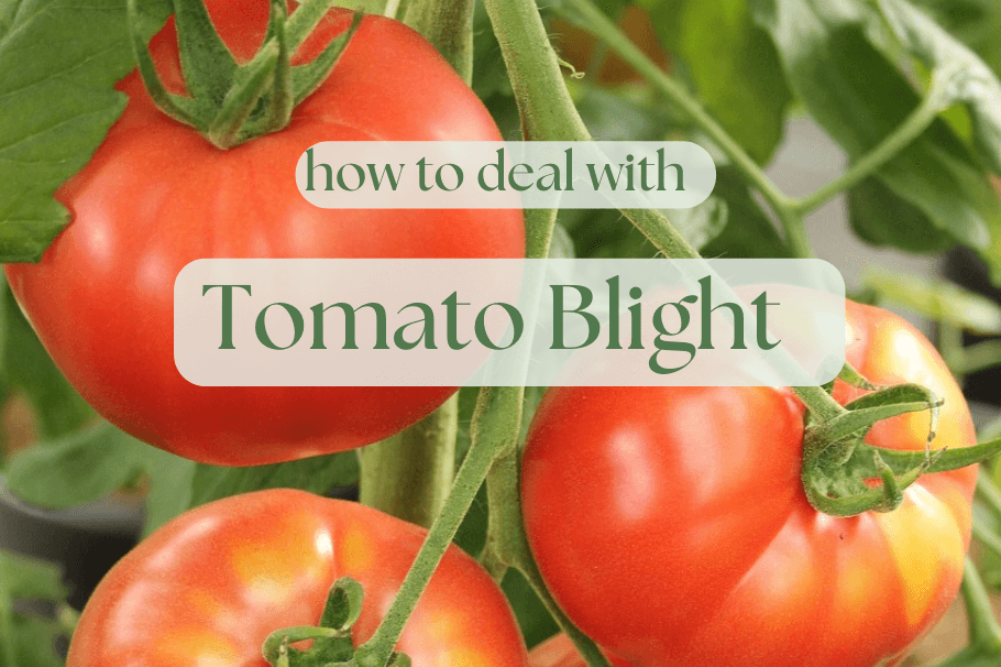 Tomato Blight and How to Deal with it