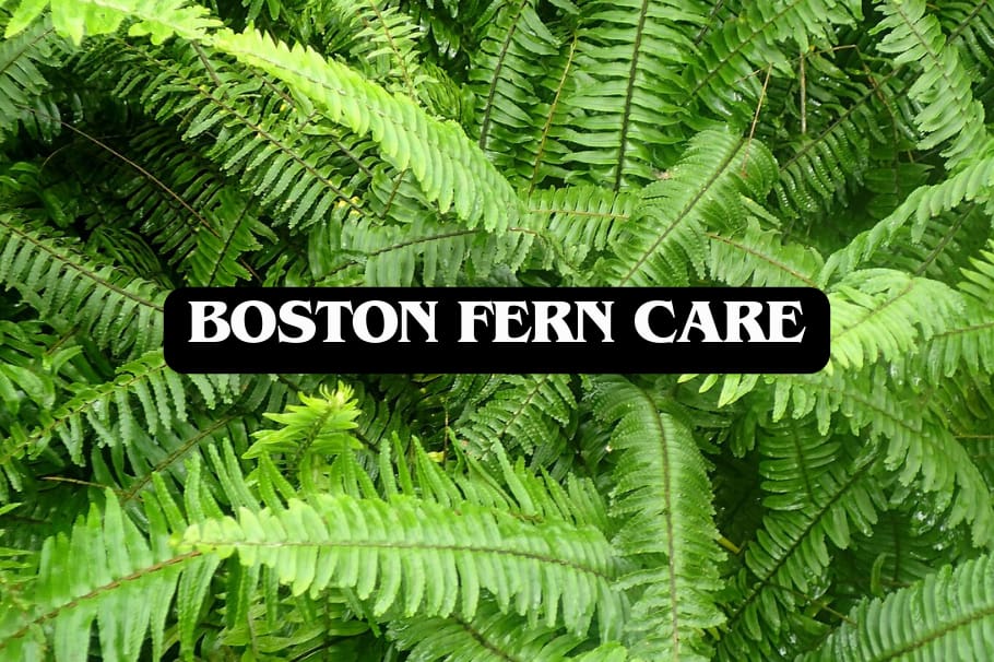Boston Fern Care – the Ultimate Guide
