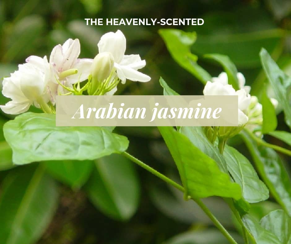 How to Grow the Arabian Jasmine Plant