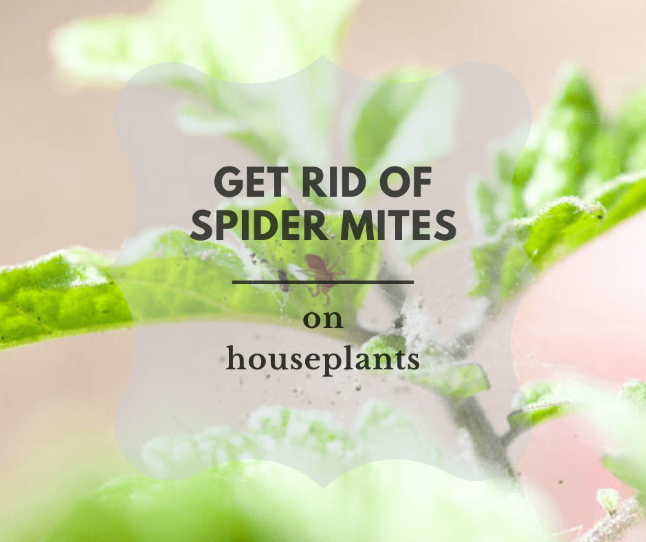 spider mites houseplants