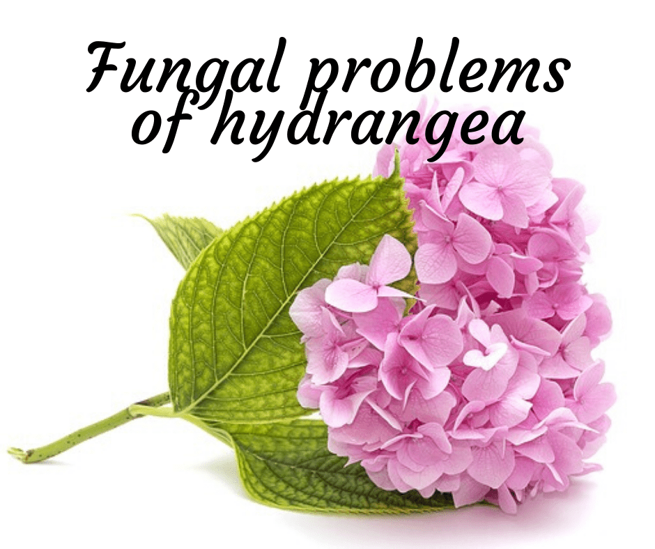 hydrangea