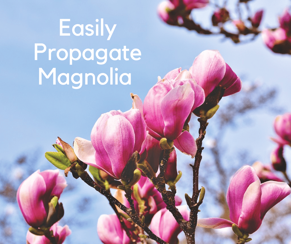 Closeup of pink magnolia blossoms on a magnolia tree