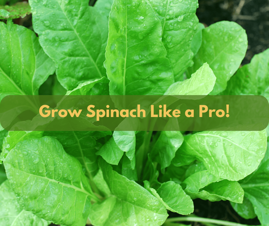 Closeup of a spinach plant