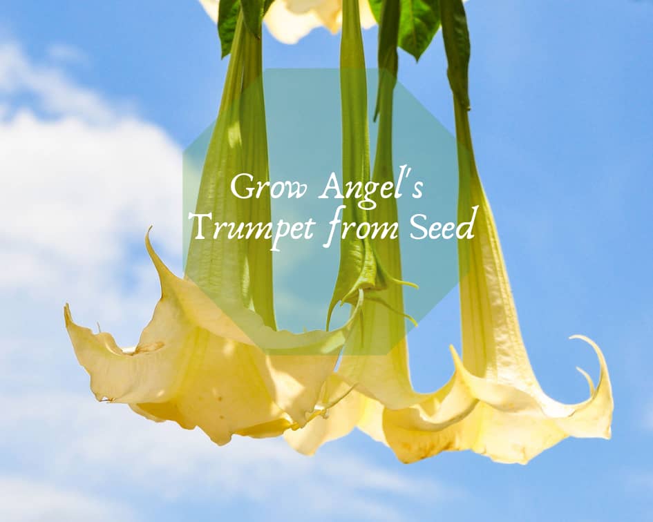 Germinate Angel’s Trumpet Seeds