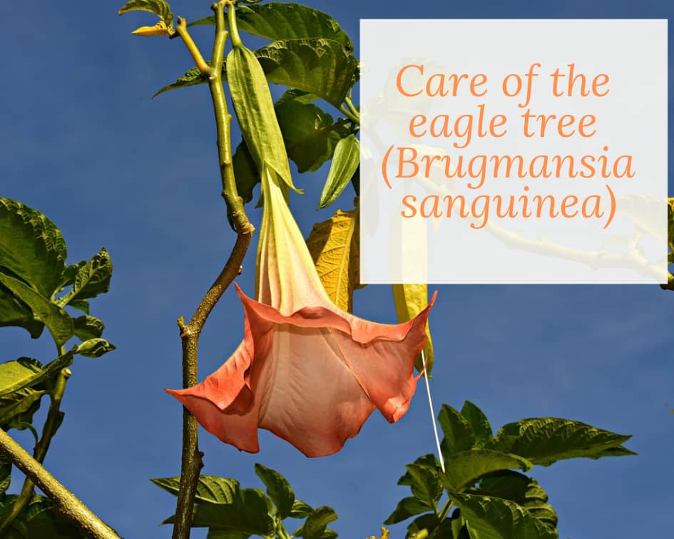 Brugmansia sanguinea care