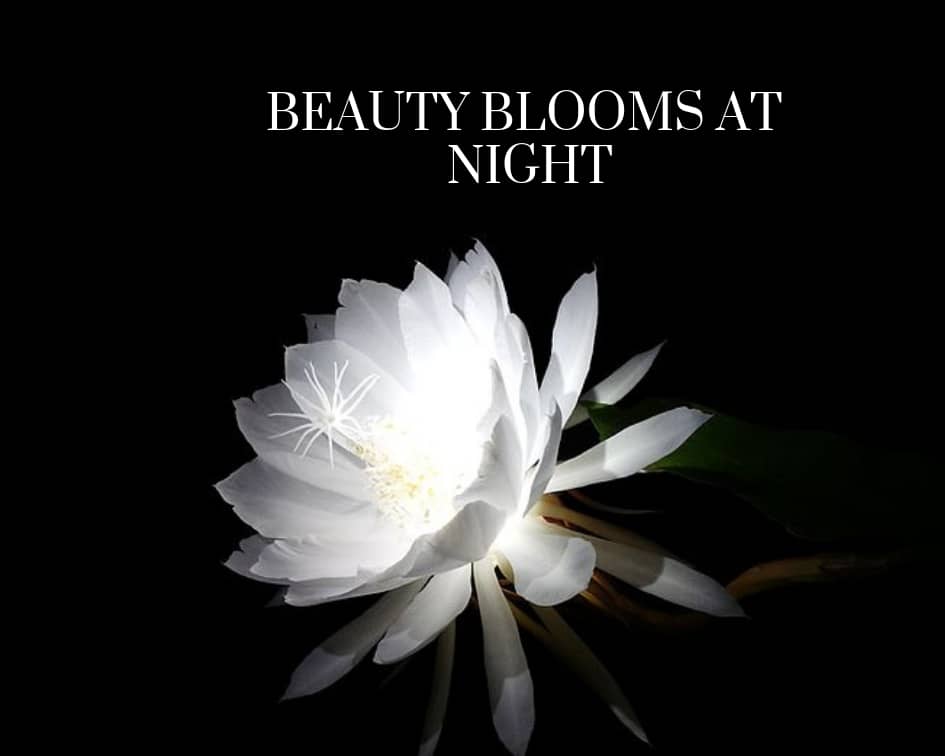 night blooming cereus